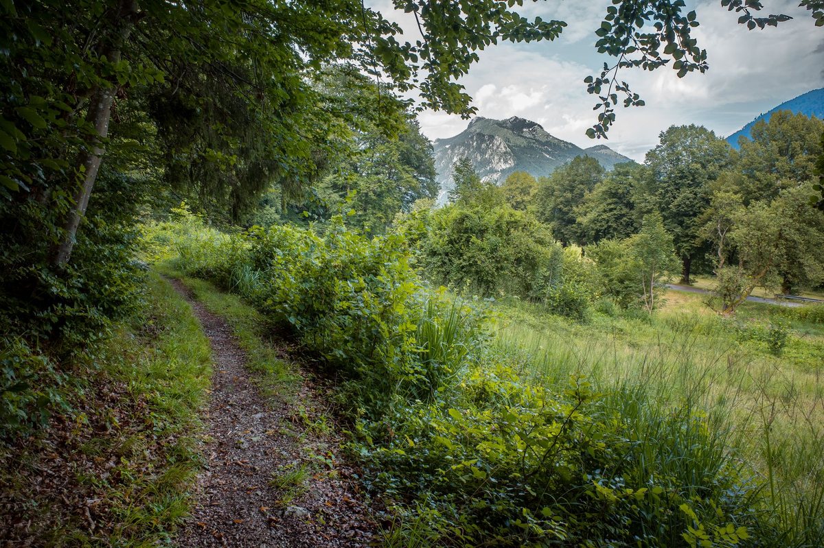 Schmaler, überwachsener Naturpfad bei Ebensee in Oberösterreich mit Bergkulisse