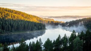 Auswandern nach Schweden Natur Kiefernwald See